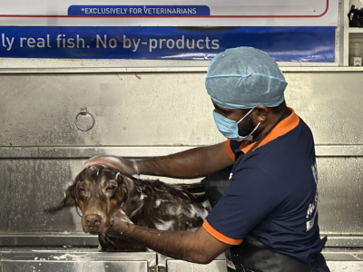 pet spa