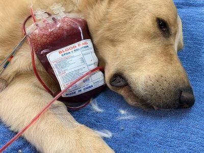 pet transfusion