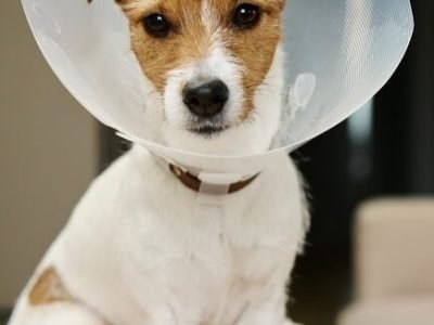 Dog wearing medical plastic collar sitting on sofa in living room. Rehabilitation after medical treatment. Sad Jack Russell Terrier in pet cone